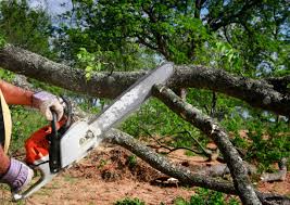 Atascadero, CA Tree Care Services Company