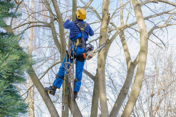 Best Tree Health Inspection  in Atasdero, CA