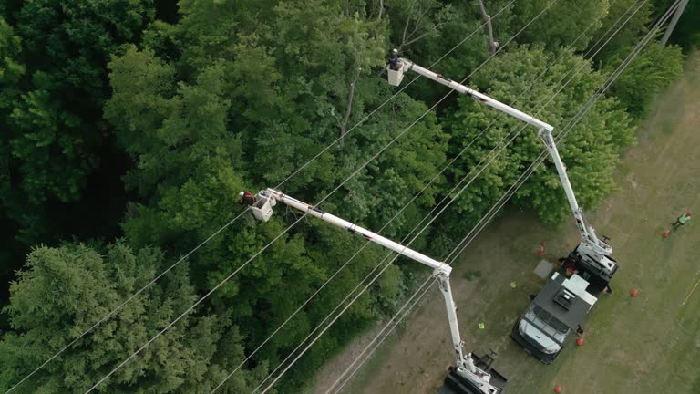 How Our Tree Care Process Works  in  Atascadero, CA