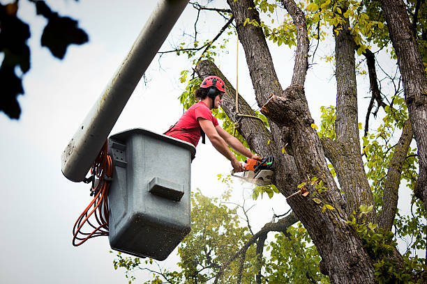 Best Palm Tree Trimming  in Atasdero, CA